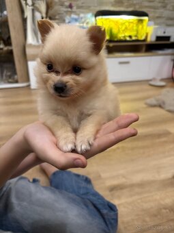 Nemecký špic, pomeranian - 10