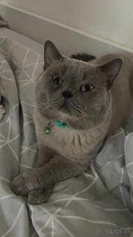 Škótske Klapouché/Rovnouché (Scottish Fold/Straight) - 10
