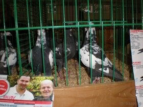 Poštové holuby Vangramberen - 10