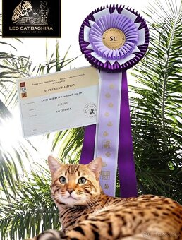Bengalska mačka s rodokmeňom, Bengal Cat - 10