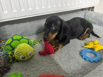 Jazvečík kratkosrstý - 10