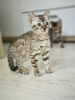 Bengálska mačka,kocur,mačiatko,Bengal - 10