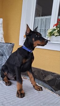 DOBERMAN ŠTENIATKA FCI P.P. - 10