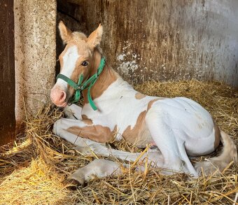 Pripúšťanie charakterným QH cremello žrebcom - 10