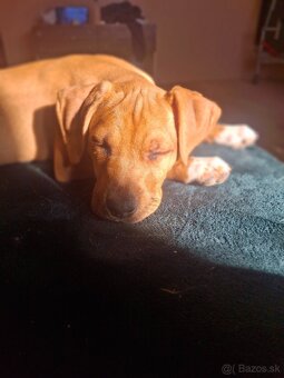 Šteniatko fenka - 10