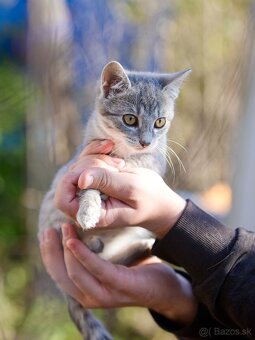 Darujem mačiatka z ulice - čierne, sivé, whiskas - 10