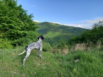 Auvernejský stavač - 10