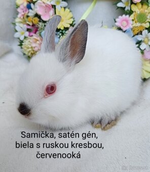 Zakrslé ( zdrobnené) kraliky s VP, mláďatká satén gén - 10