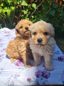 Maltipoo - 10