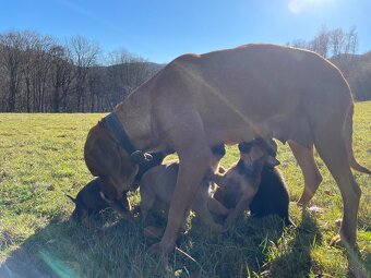 Šteniatka po super rodičoch ❤️ - 10