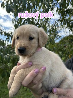 Šteniatka zlatý retriever - 10