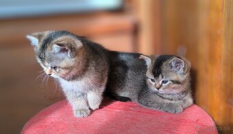 Britská kratkosrstá - 10