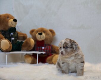 Miniatúrny americký ovčiak - 10