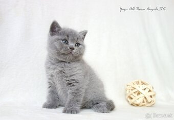 Britské mačiatka s PP ♥ - 10
