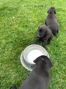 šteniatka od weimara - 10