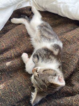 1/2 Mainská mývalia mačka/kocúr (Maine Coon) - 10