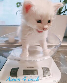 Mainska myvalia mačka - mačiatka Maine coon - 10