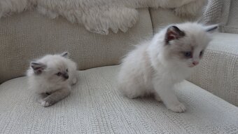 ragdoll,radgoll,mačatá k odberu - 10