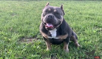American bully pocket - 10
