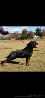 Rottweiler, rtw, rotvajler - 10