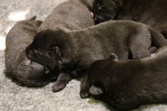 Nemecký ovčiak  s PP - 10