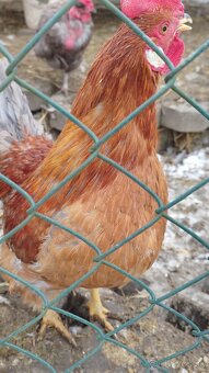 Predam kohuta kohutov - 10