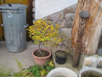 BONSAI,BONSAJ-DUB11 - 10