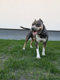 Americký stafordšírsky terier - krytie - 10