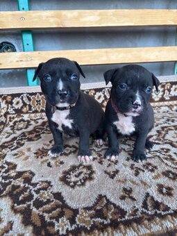 Americký stafordsirsky terier, Stafford, amstaf - 10