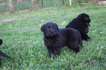 Šteniatka labradora k rezervácii - 10