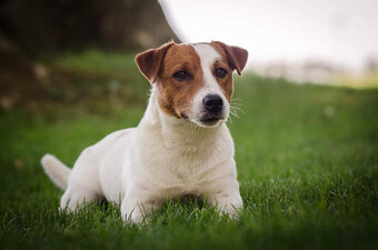 štěňata Jack Russell teriéra s PP - 10