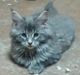 Mainska mývalia mačka - 10