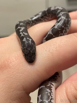 Piesocnik pestry /eryx colubrinus/ ANERY - 10