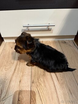 York, Yorkshire, Yorkshire terier, mini yorkshire - 10