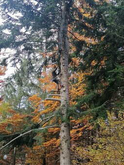 Výrub rizikových stromov - 10