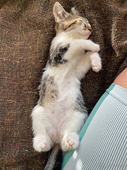 1/2 Mainská mývalia mačka/kocúr (Maine Coon) - 10
