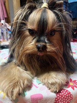 Yorkshire terrier s PP - 10