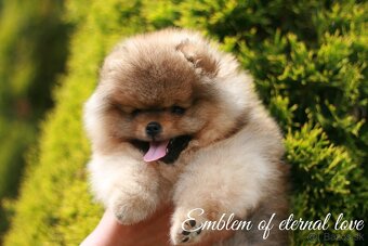 Pomeranian FCI - 10