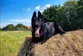 Nemecký ovčiak šteniatka - 10