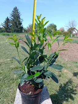 vavrínovec, červienka, živý plot - 10