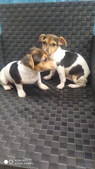 Jack Russell terier. - 10