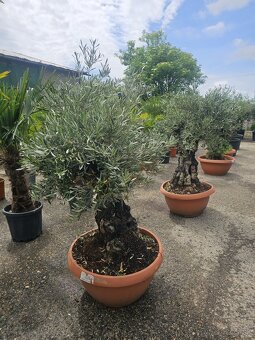 Citrusy palmy olivovniky bananovniky juky agave - 10