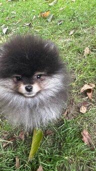 Pomeranian s pp FCI - 10