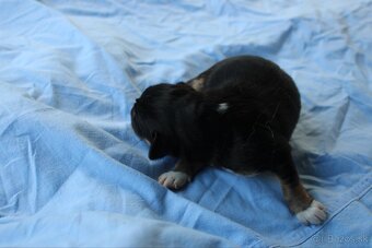 Ponúkam šteniatka - 10