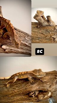 Pagekon riasnaty - 10