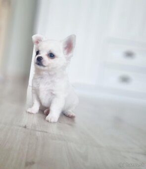 Predám čivava(chihuahua) - 10