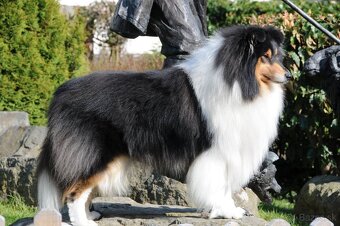 Kólia dlhosrstá s PP - 10