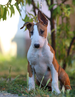 Bullterrier, Bullterier, Bulterier - 10