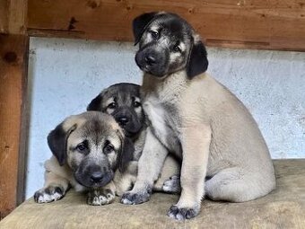 KANGAL - štěňata již K ODBĚRU, iba sučky - 10