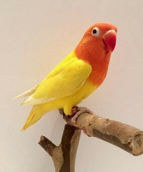 Agapornis škraboškovy - 10